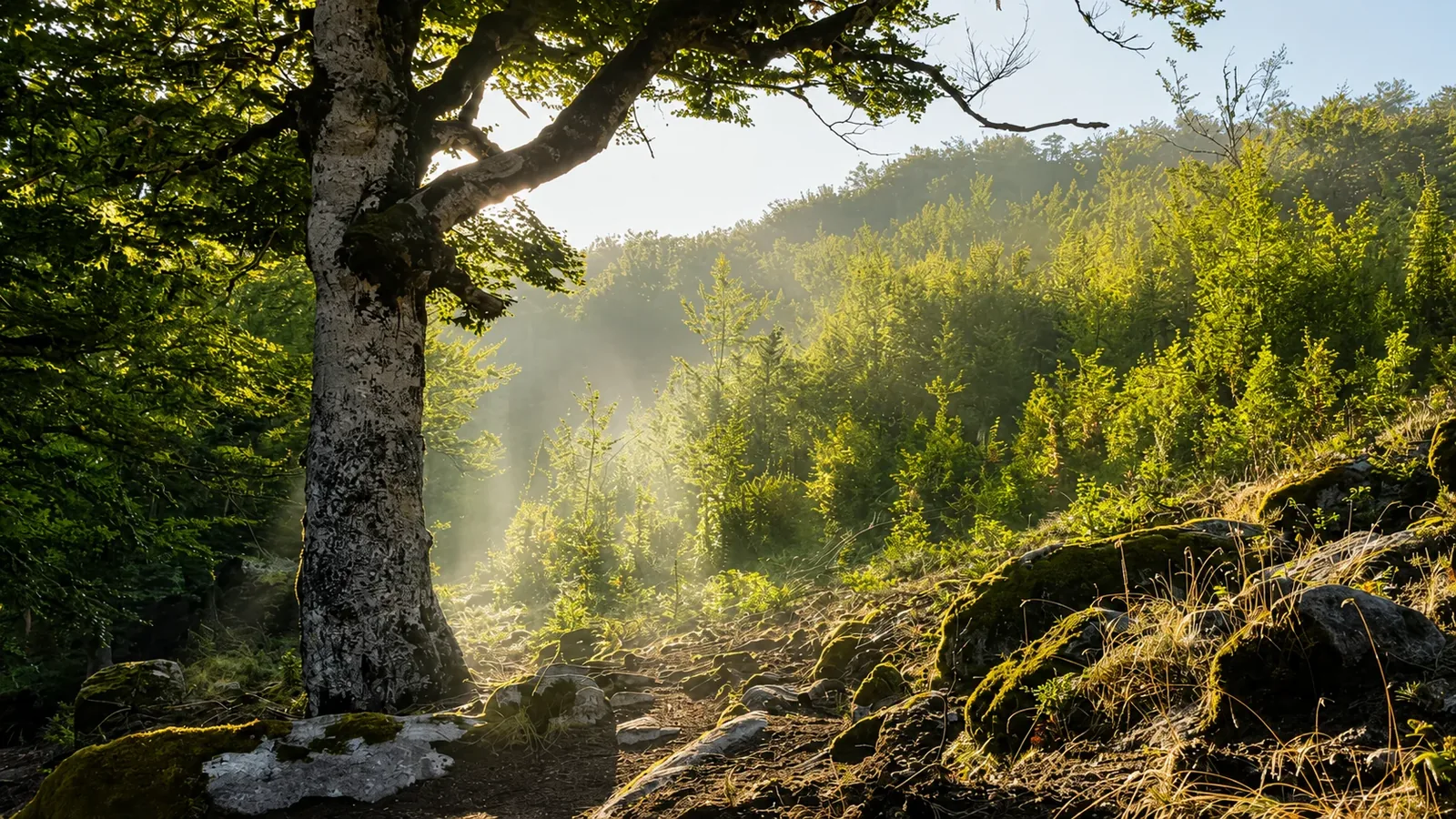 Lumière dans la forêt de pins laricio · Jour 10