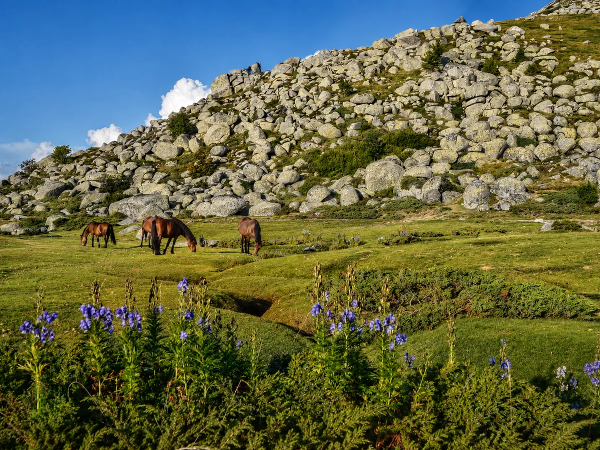 Plateau du Coscione